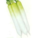 大根 種 【 夏味115 】 種子 2dl ( 種 野菜 野菜種子 野菜種 )