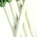 大根 種 【 生粋 】 種子 2dl ( 種 野菜 野菜種子 野菜種 )