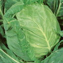 キャベツ 種 【 金系201号 】 種子 2000粒 ( 種 野菜 野菜種子 野菜種 )