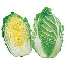 白菜 種 【 ちよぶき70 】 種子 20ml ( 種 野菜 野菜種子 野菜種 )