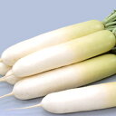大根 種 【 冬しぐれ 】 種子 小袋(約20ml) ( 種 野菜 野菜種子 野菜種 )