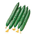 きゅうり 種 【ミニ胡瓜サラ】 350粒 ( 種 野菜 野菜種子 野菜種 ) ★