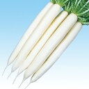 大根 種 【 夏みの早生 】 種子 2dl ( 種 野菜 野菜種子 野菜種 )