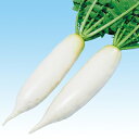 大根 種 【 剣聖 】 種子 小袋(約3ml) ( 種 野菜 野菜種子 野菜種 )