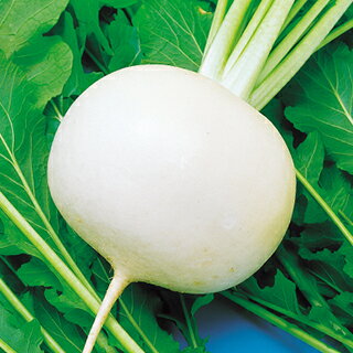 カブ 種  種子 小袋（約20ml） （ 種 野菜 野菜種子 野菜種 ）