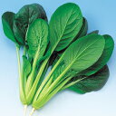 小松菜 種 【夏わかな】 小袋(約20ml) ( 種 野菜 野菜種子 野菜種 )