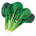 小松菜 種 【黒わかな】 小袋(約20ml) ( 種 野菜 野菜種子 野菜種 )