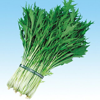 Other - 水菜 種 【 株張千緑水菜 】 種子 2dl （ 種 野菜 野菜種子 野菜種 ）