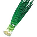 ネギ 種 【 ネギスーパー九条 】 種子 1L ( 種 野菜 野菜種子 野菜種 )