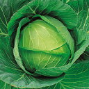 キャベツ 種 【 夏秀 】 種子 小袋(約1.2ml) ( 種 野菜 野菜種子 野菜種 )