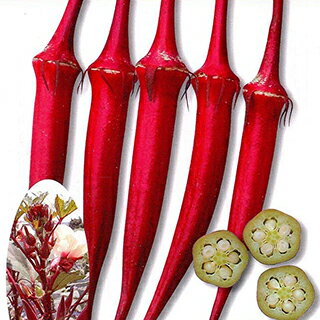 オクラ 種 【島の恋】 1L （ 種 野菜 野菜種子 野菜種 ）