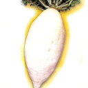 大根 種 【 沖縄島大根 】 種子 1L ( 種 野菜 野菜種子 野菜種 )