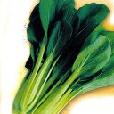 ちんげん菜 種 【 沖縄長茎ちんげんさい 】 種子 1L ( 種 野菜 野菜種子 野菜種 )