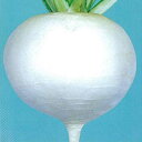 カブ 種 【 かぶ CR味太鼓 小袋(1.7ml) 】 ( 種 野菜 野菜種子 野菜種 )