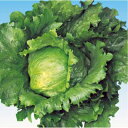 レタス 種 【 キャスパー 】 種子 Lコート五千粒ビン ( 種 野菜 野菜種子 野菜種 )