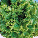 レタス 種 【 レタスキュアグリーン1号 】 種子 Lコート五千粒 ( 種 野菜 野菜種子 野菜種 )
