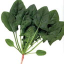 ホウレンソウ 種 【 メリット86 】 種子 1L ( 種 野菜 野菜種子 野菜種 )