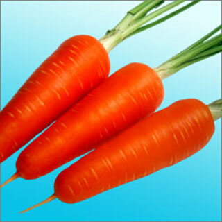 にんじん 種 【 べによし五寸 】 種子 コート一万粒 ( 種 野菜 野菜種子 野菜種 )