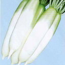 大根 種 【 YR-鉄人 】 種子 小袋(約20ml) ( 種 野菜 野菜種子 野菜種 )
