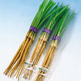 ごぼう 種 【 ゴボウ新ごぼう 】 種子 小袋（20ml） （ 種 野菜 野菜種子 野菜種 ）のサムネイル