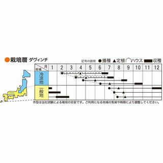 カリフラワー（ロマネスコ) 種【 ダ・ヴィンチ 】小袋 約50粒 （ 種 野菜 野菜種子 野菜種 西洋野菜 グストイタリア ）