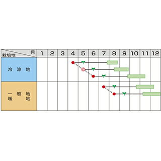 キャベツ 種 【 青琳 】 ペレット5千粒 ( キャベツの種 )