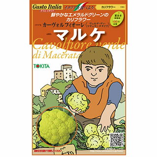 カリフラワー 種【 マルケ 】小袋 約50粒 （ 種 野菜 野菜種子 野菜種 西洋野菜 グストイタリア ）