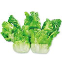 つけな 種 子持ちタカナ 早生祝蕾 小袋(コートS30粒)( 種 野菜 野菜種子 野菜種 )