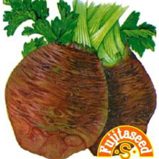 根菜 種 【 セロリアック(根セロリ） 】 小袋 ( 根菜の種 )