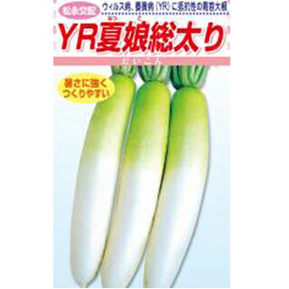ダイコン 種 【 YR夏娘総太り 】 小袋 ( ダイコンの種 )