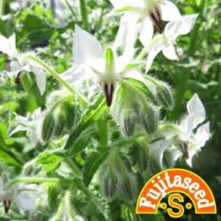 ハーブ 種 【 ホワイトボリジ 】 小袋 ( ハーブの種 )