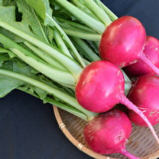 カブ 種 【 あかくら 】 小袋 ( カブの種 )