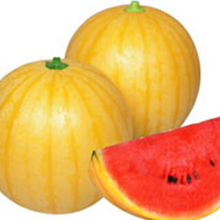 スイカ 種 【 黄坊（小玉・黄皮赤肉） 】 小袋 ( スイカの種 )