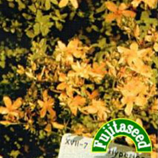 ハーブ 種 【 セントジョーンズウォート 】 小袋 ( ハーブの種 )