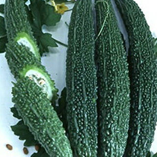 グリーンレイシ 種 【 ブランド 】 小袋(100粒) ( グリーンレイシの種 )