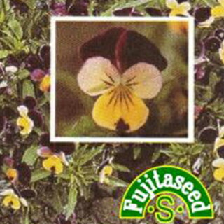 ハーブ 種 【 ハートシーズ 】 小袋 ( ハーブの種 )