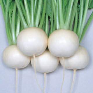 カブ 種 【 湖蝶 】 2dl ( カブの種 )のサムネイル