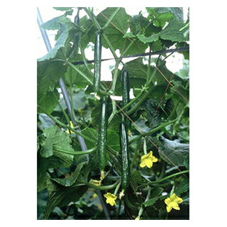 キュウリ 種 【 新北星 】 小袋（約20粒） ( キュウリの種 )のサムネイル