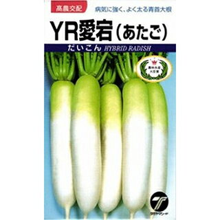 ダイコン 種 【 YR新富王 】 2dl ( ダイコンの種 )