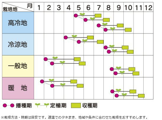 レタス 種 【 フリフリッカー 】 実咲小袋 ( レタスの種 )