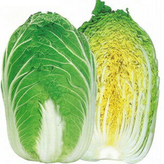 ハクサイ 種 【 黄望峰90 】 小袋（1ml） ( ハクサイの種 )