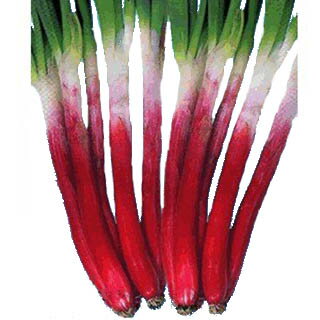 ネギ 種 【 べにぞめ 】 小袋 ( ネギの種 )のサムネイル