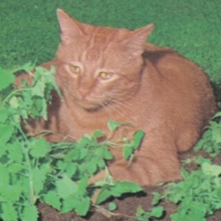 ハーブ 種 【 キャットニップ 】 小袋 ( ハーブの種 )