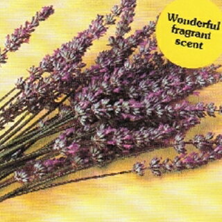 ハーブ 種 【 ラベンダー（トルー） 】 小袋 ( ハーブの種 ) （藤田種子）