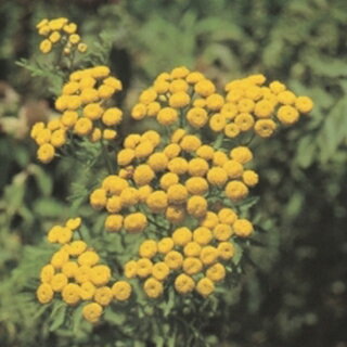 ハーブ 種 【 タンジー 】 小袋 ( ハーブの種 )