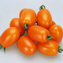 トマト 種 【キャンドルライト】 1,000粒 （ 種 野菜 野菜種子 野菜種 ）