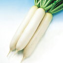 大根 種 【 YR早生おでん 】 種子 小袋(約20ml) ( 種 野菜 野菜種子 野菜種 )