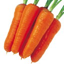 ニンジン 種 【 朱紅 】 小袋(7ml) ( ニンジンの種 )