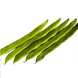いんげん 種 【沖縄島インゲン】 1L （ 種 野菜 野菜種子 野菜種 ）