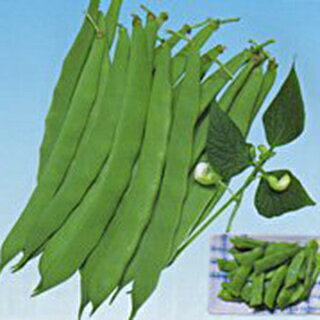 樂天商城 - いんげん 種 【ラスティ平莢（すじ無・平莢）】 1L （ 種 野菜 野菜種子 野菜種 ）